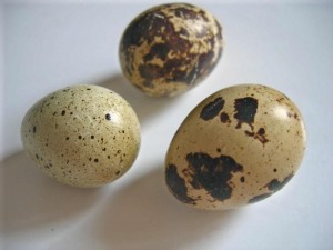 oeuf de caille